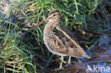 Common Snipe (Gallinago gallinago)