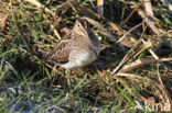 Common Snipe (Gallinago gallinago)