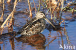 Common Snipe (Gallinago gallinago)