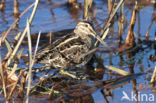 Watersnip (Gallinago gallinago)