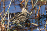 Watersnip (Gallinago gallinago)