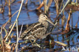 Common Snipe (Gallinago gallinago)