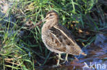 Common Snipe (Gallinago gallinago)