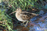 Watersnip (Gallinago gallinago)