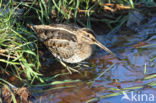 Watersnip (Gallinago gallinago)