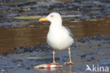 Scandinavische Zilvermeeuw (Larus argentatus argentatus)