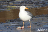 Scandinavische Zilvermeeuw (Larus argentatus argentatus)