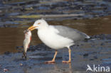 Scandinavische Zilvermeeuw (Larus argentatus argentatus)