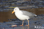 Scandinavische Zilvermeeuw (Larus argentatus argentatus)