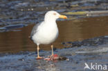 Scandinavische Zilvermeeuw (Larus argentatus argentatus)