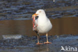 Scandinavische Zilvermeeuw (Larus argentatus argentatus)