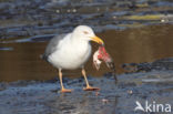 Scandinavische Zilvermeeuw (Larus argentatus argentatus)