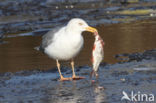 Scandinavische Zilvermeeuw (Larus argentatus argentatus)