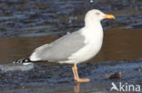 Scandinavische Zilvermeeuw (Larus argentatus argentatus)