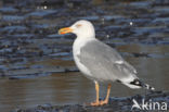 Scandinavische Zilvermeeuw (Larus argentatus argentatus)