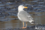 Scandinavische Zilvermeeuw (Larus argentatus argentatus)