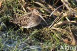 Common Snipe (Gallinago gallinago)