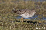 Ruff (Philomachus pugnax)