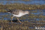 Ruff (Philomachus pugnax)