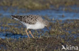 Ruff (Philomachus pugnax)