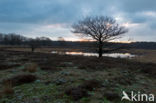 Dwingelderveld