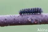 Nine-spotted Moth (Amata phegea)