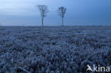 Nationaal Park Dwingelderveld