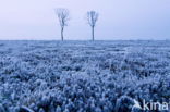 Nationaal Park Dwingelderveld