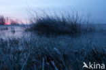 Nationaal Park Dwingelderveld