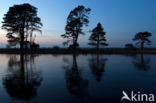 Scots Pine (Pinus sylvestris)