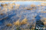 Nationaal Park Dwingelderveld