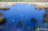 Nationaal Park Dwingelderveld