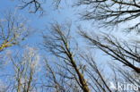 Nationaal Park Dwingelderveld