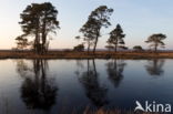 Scots Pine (Pinus sylvestris)