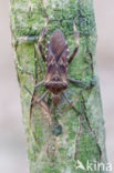 Western conifer seed bug (Leptoglossus occidentalis)