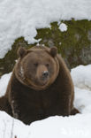 Bruine beer (Ursus arctos)