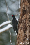 Black Woodpecker (Dryocopus martius)