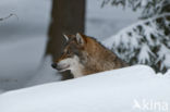 Grey Wolf (Canis lupus)