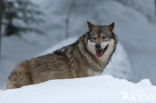 Grey Wolf (Canis lupus)