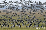 Brandgans (Branta leucopsis)