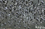 Barnacle Goose (Branta leucopsis)