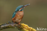 IJsvogel (Alcedo atthis)