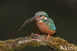 IJsvogel (Alcedo atthis)