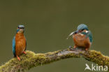 IJsvogel (Alcedo atthis)