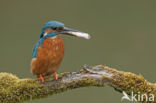 IJsvogel (Alcedo atthis)