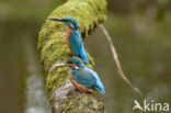 IJsvogel (Alcedo atthis)