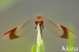 band-winged dragonfly (Sympetrum pedemontanum)
