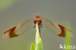 Bandheidelibel (Sympetrum pedemontanum)