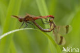 Bandheidelibel (Sympetrum pedemontanum)