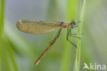 Banded Demoiselle (Calopteryx splendens)